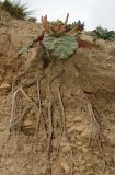 Rheum spiciforme