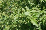 Euonymus europaeus
