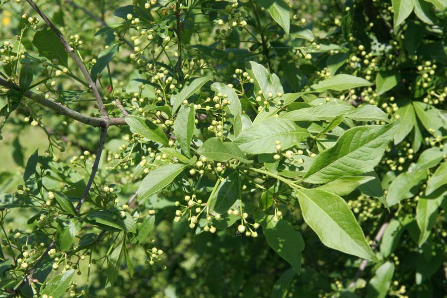 Image of Euonymus europaeus specimen.