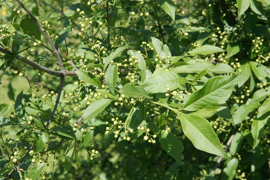 Изображение особи Euonymus europaeus.