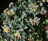Lonicera etrusca