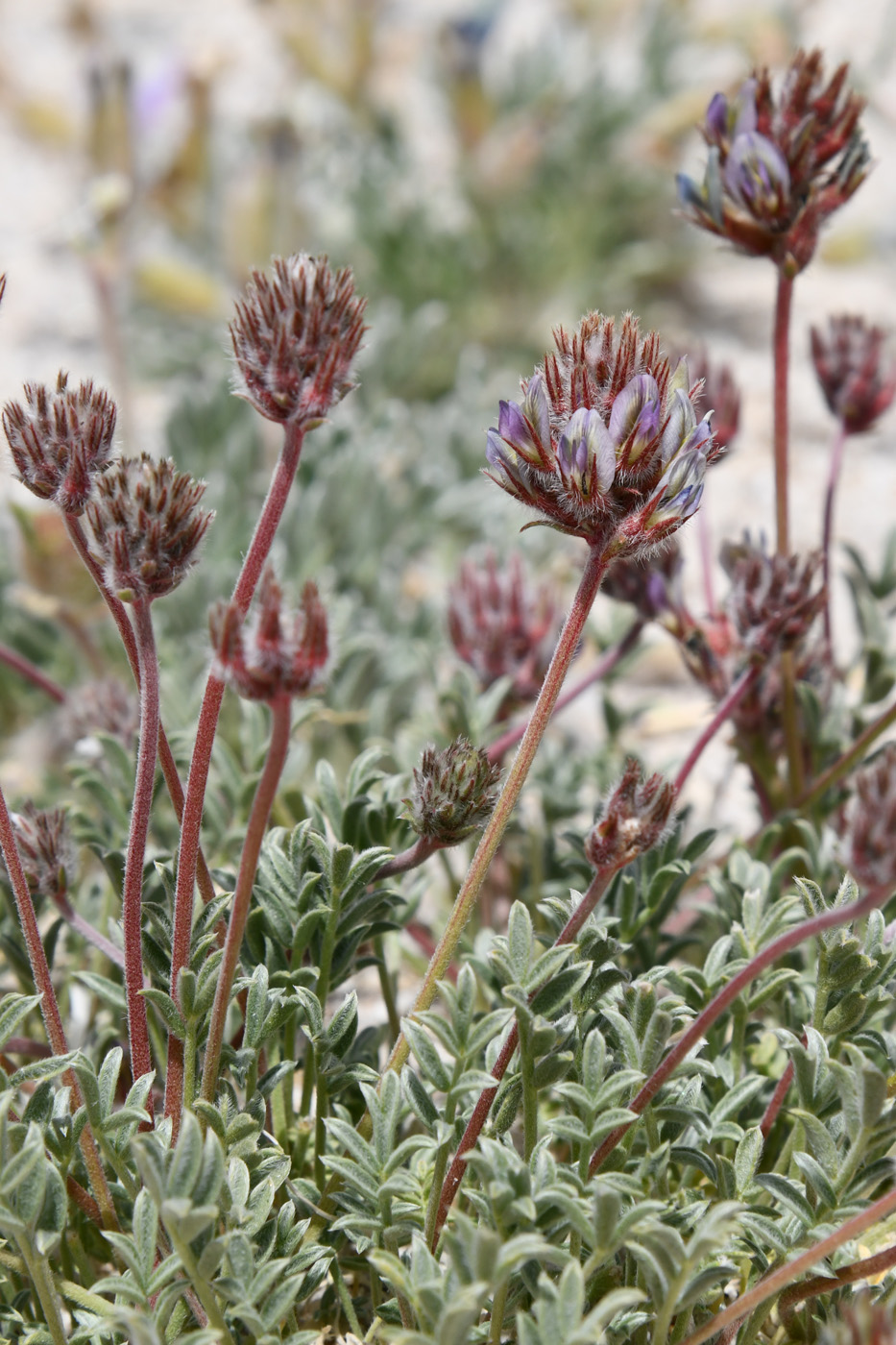 Изображение особи род Oxytropis.