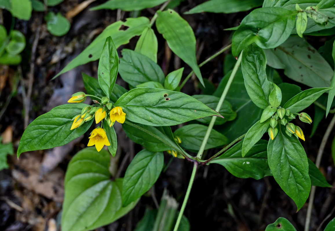 Image of Lysimachia brittenii specimen.