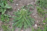 Cirsium echinus
