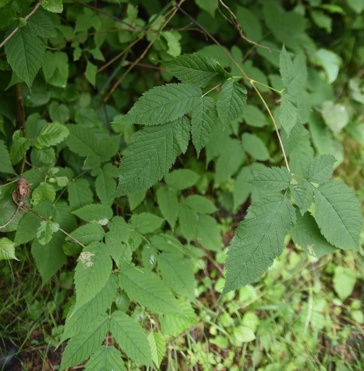 Изображение особи Aruncus sylvestris.