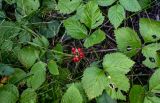 Rubus saxatilis