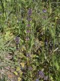 Stachys arvensis