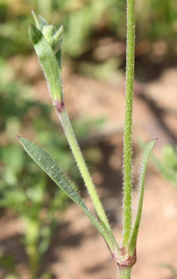 Image of Silene colorata specimen.