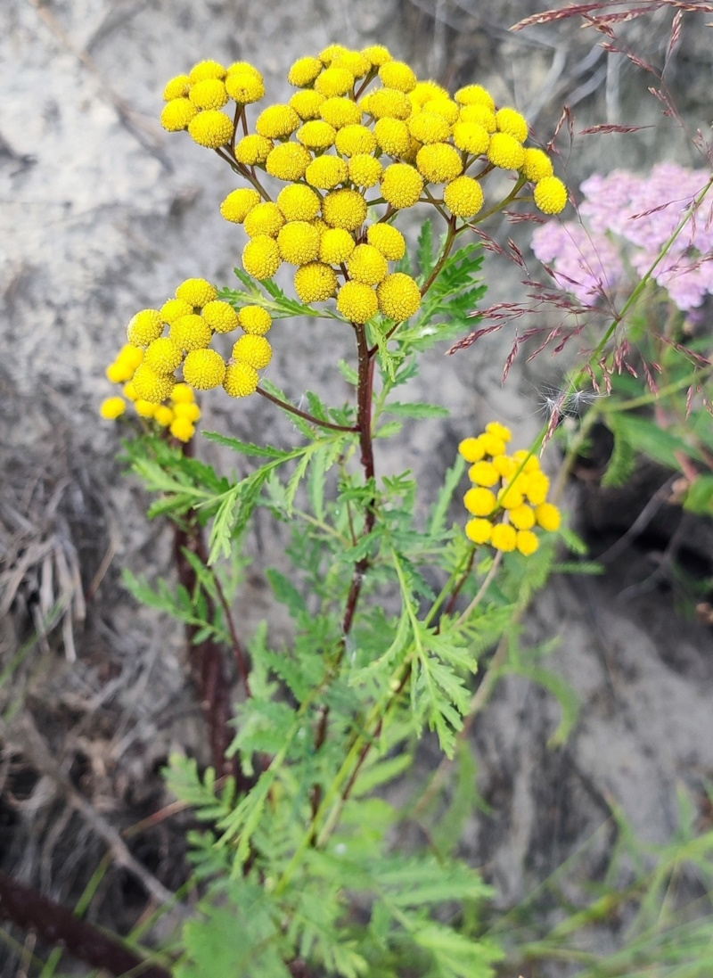 Image of Tanacetum vulgare specimen.