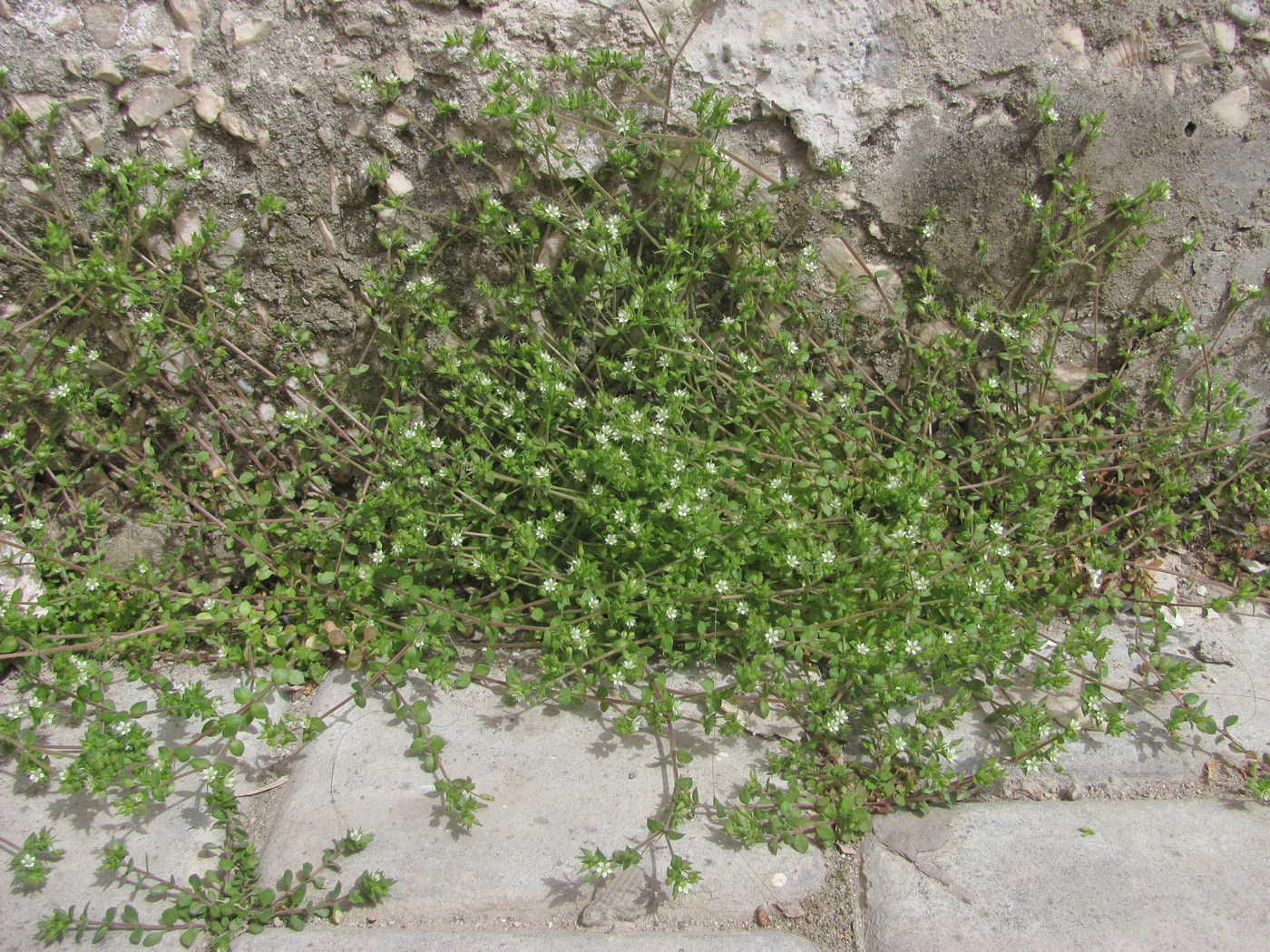 Image of Arenaria leptoclados ssp. viscidula specimen.
