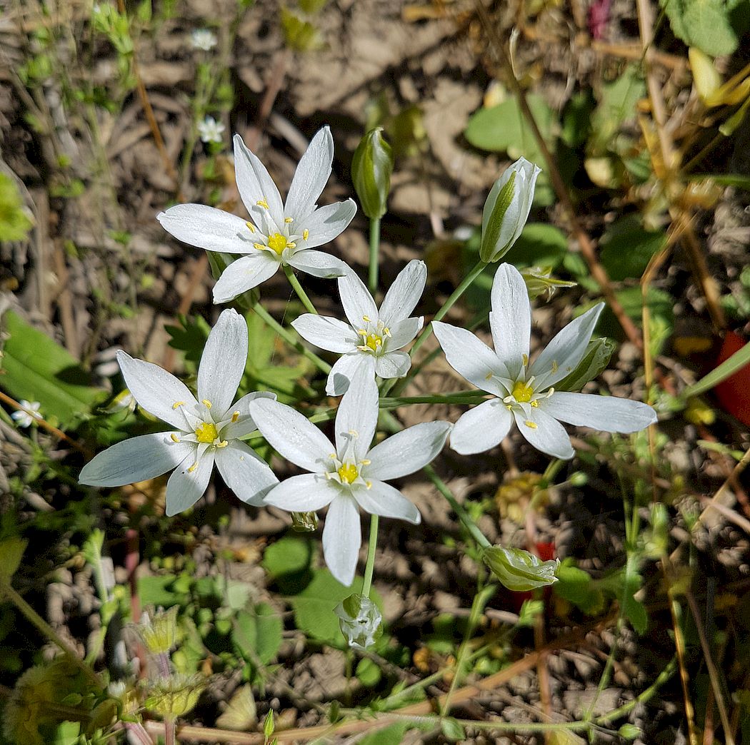 Image of Ornithogalum amphibolum specimen.
