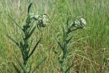 Achillea millefolium. Верхушки побегов с формирующимися соцветиями. Краснодарский край, м/о г. Новороссийск, окр. Суджукской лагуны, в травостое. 01.06.2025.