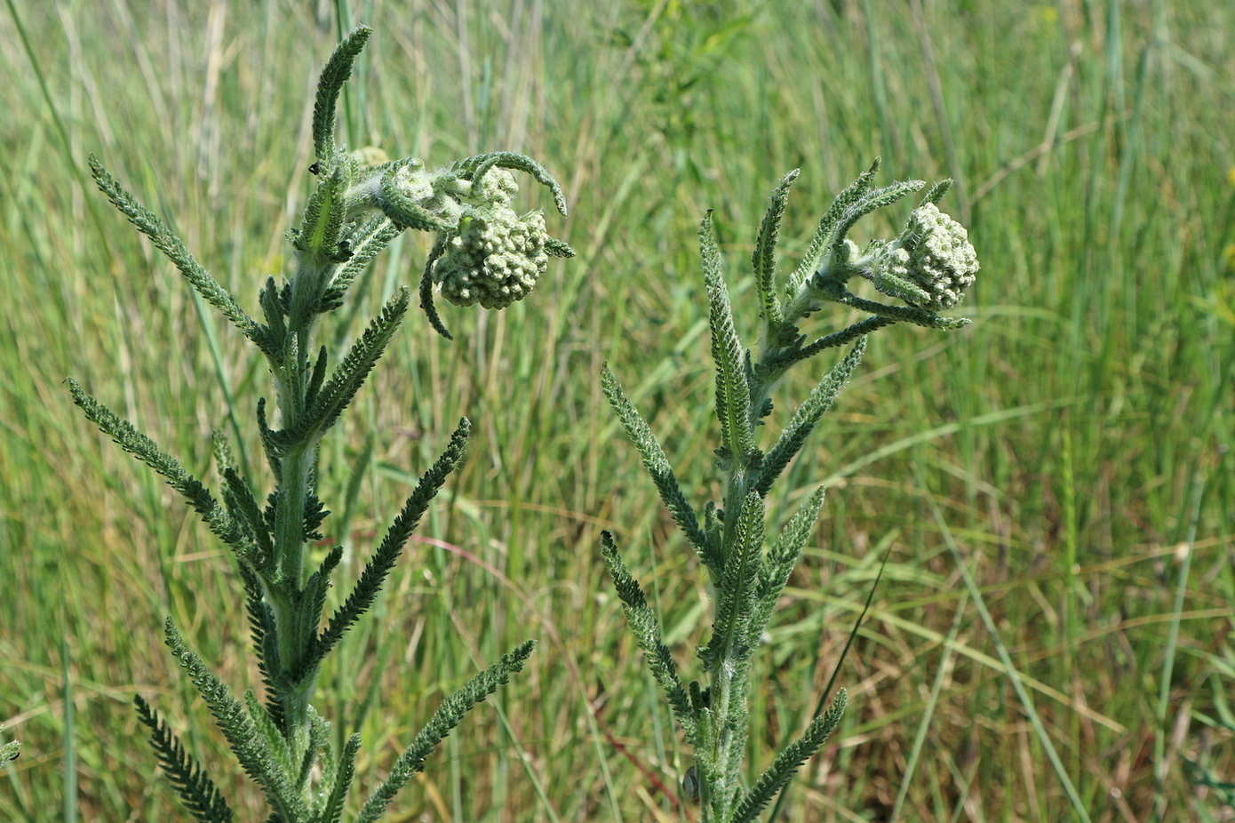 Image of Achillea millefolium specimen.