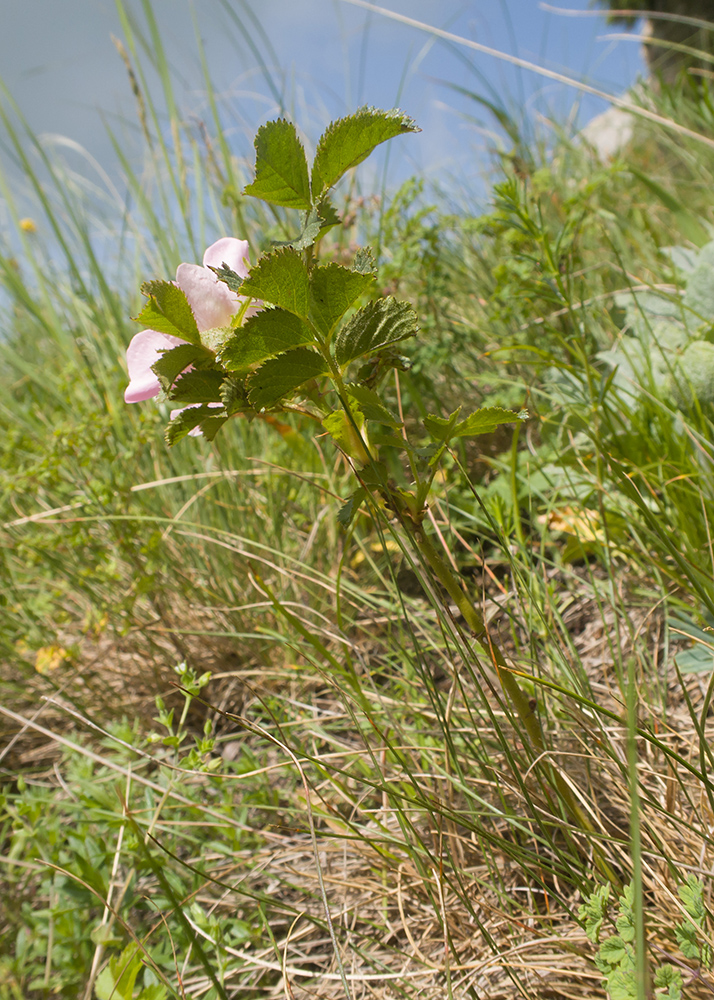 Изображение особи Rosa pulverulenta.