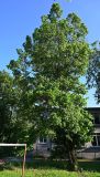 Ulmus laevis. Плодоносящее растение. Псков, дворовая территория. 07.06.2025.