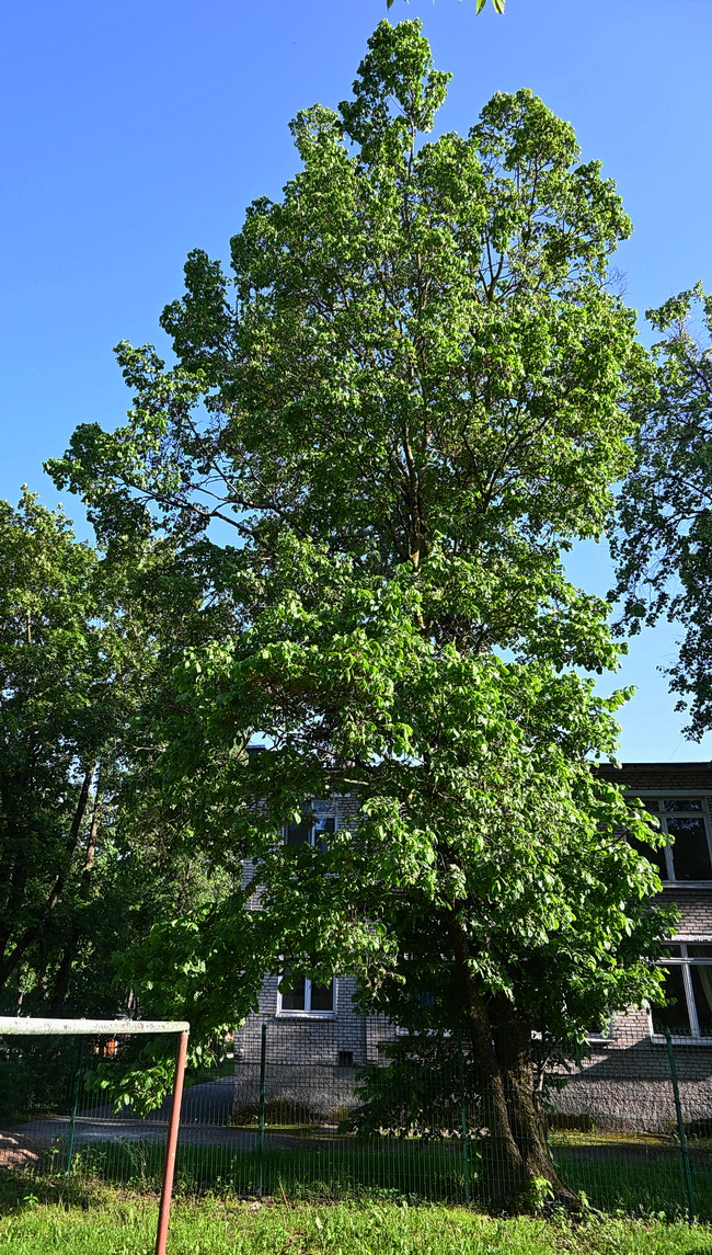 Image of Ulmus laevis specimen.
