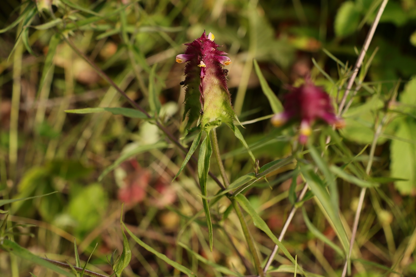 Изображение особи Melampyrum cristatum.