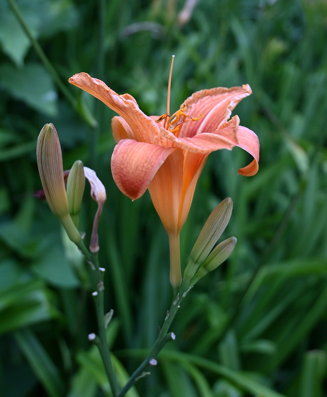 Image of Hemerocallis fulva specimen.