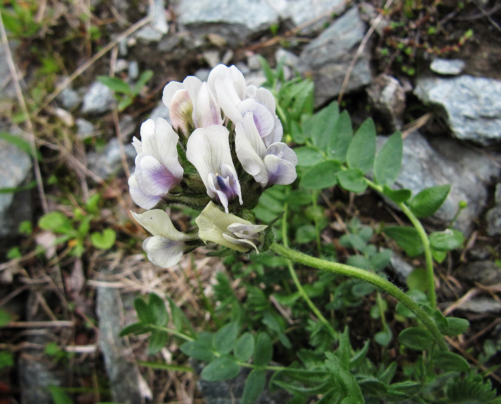 Изображение особи Oxytropis sordida.