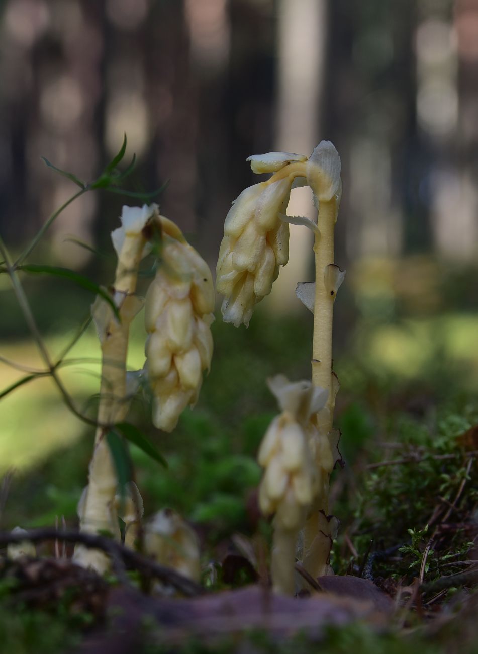 Image of Hypopitys monotropa specimen.