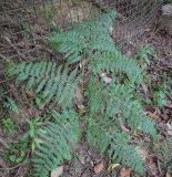 Pteridium tauricum. Вайя. Абхазия, Гальский р-н, окр. с. Оцарце, широколиственный лес. 11.06.2025.