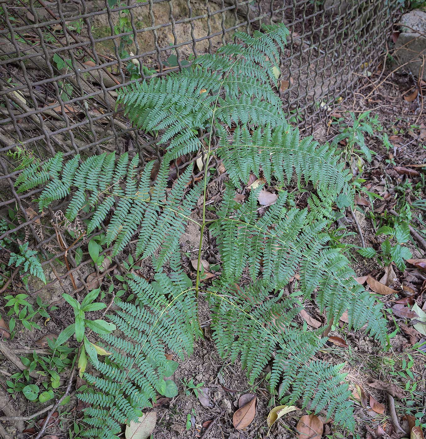 Image of Pteridium tauricum specimen.