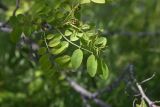 семейство Fabaceae. Верхушка бутонизирующей веточки. Турция, ил Ван, г. Ахлат, р-н Харабе Шехир, окраина старого сельджукского кладбища. 21 мая 2025 г.