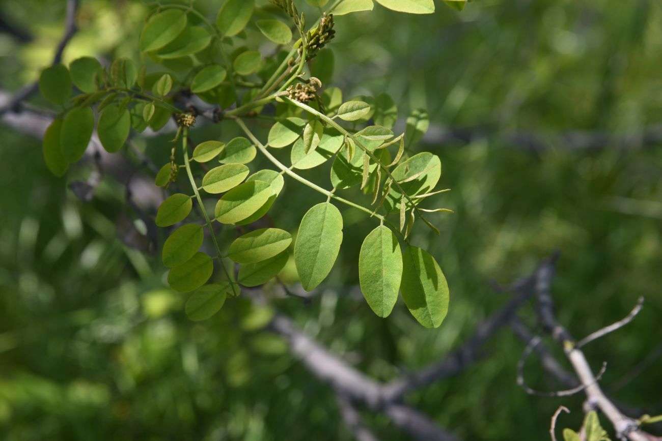 Изображение особи семейство Fabaceae.
