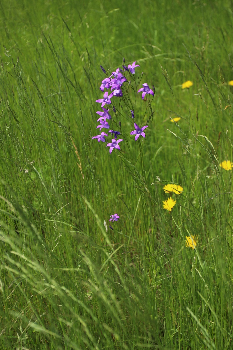 Image of Campanula patula specimen.