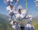 genus Delphinium