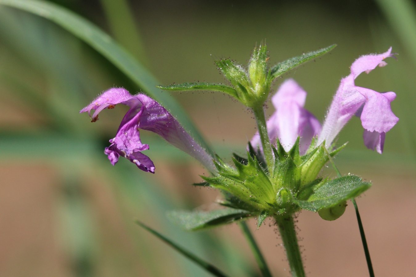 Изображение особи Galeopsis ladanum.