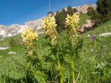 Pedicularis condensata. Верхушка растения с соцветиями. Адыгея, Кавказский биосферный запов., вост. склон горы Оштен, ≈ 1700 м н.у.м., субальпийский луг. 03.10.2015.