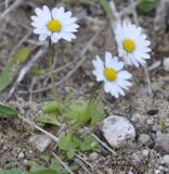 Bellis annua