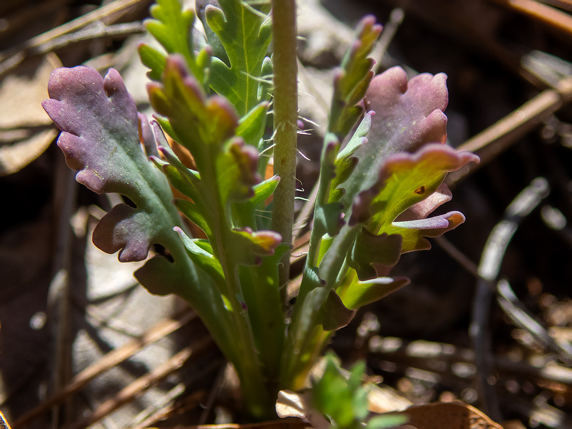 Image of Papaver laevigatum specimen.