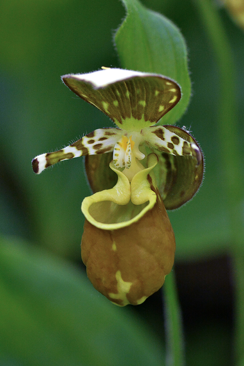Image of Cypripedium yatabeanum specimen.