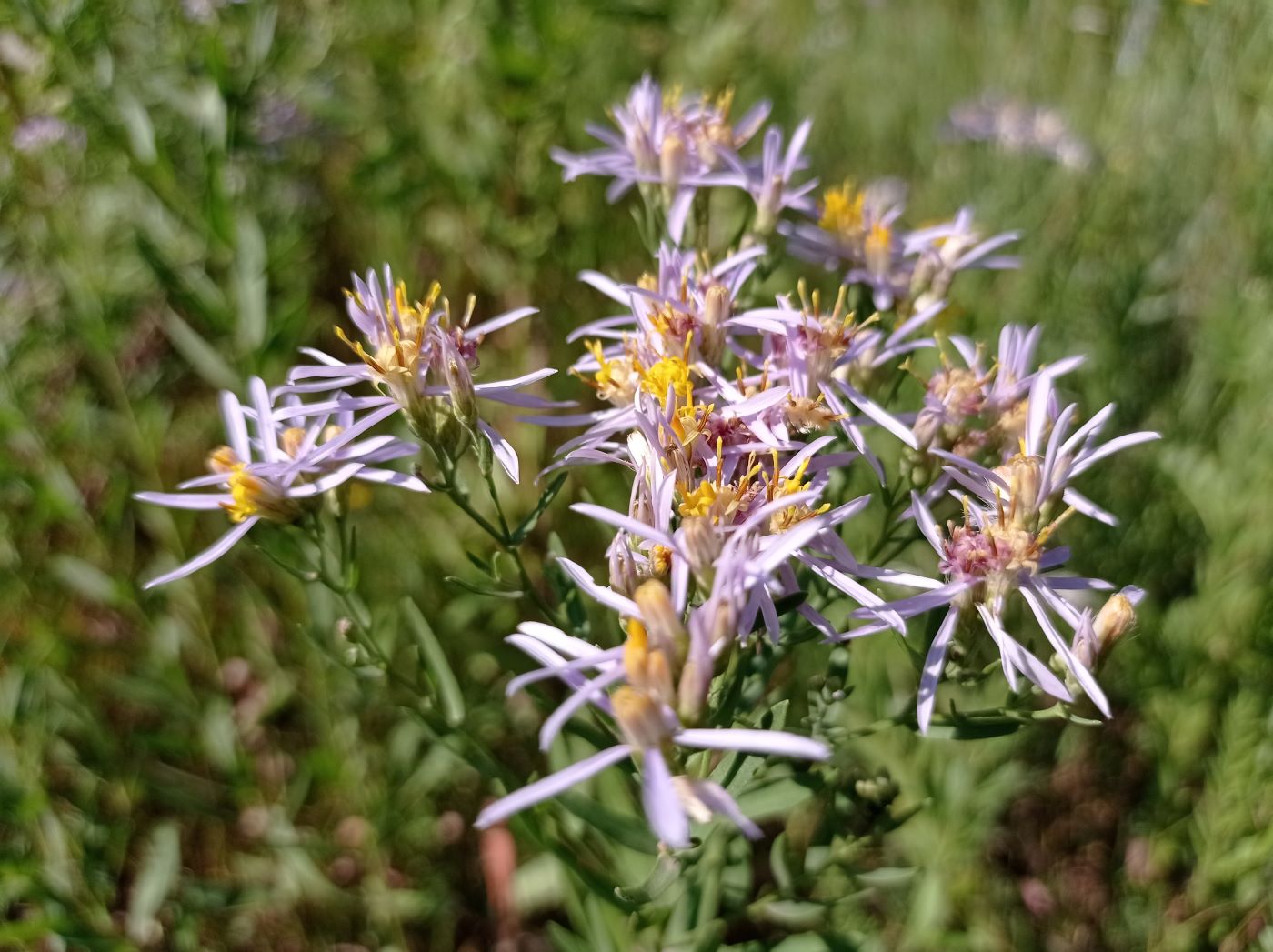 Image of genus Galatella specimen.