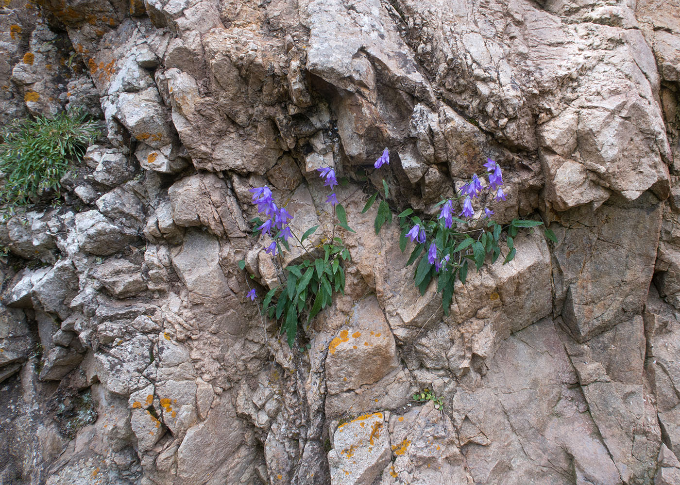 Image of Campanula collina specimen.
