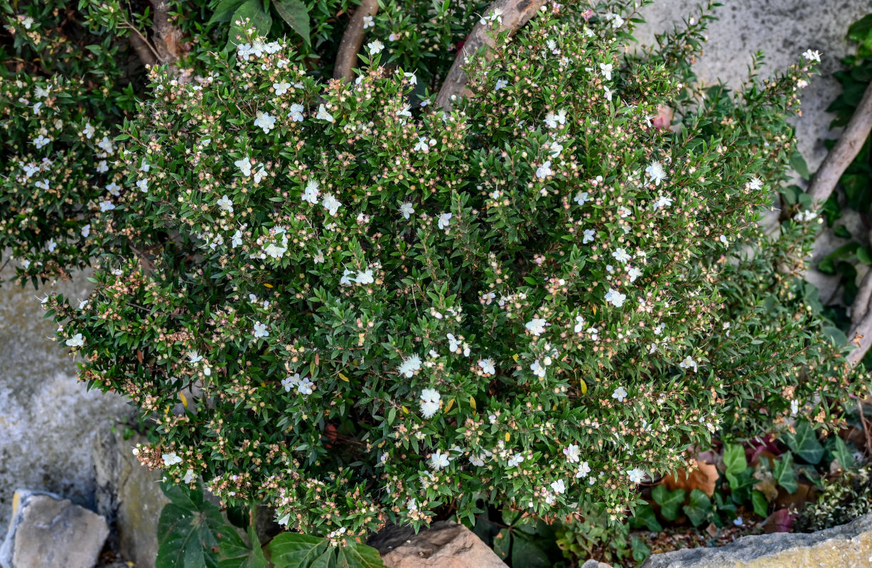 Image of Myrtus communis specimen.