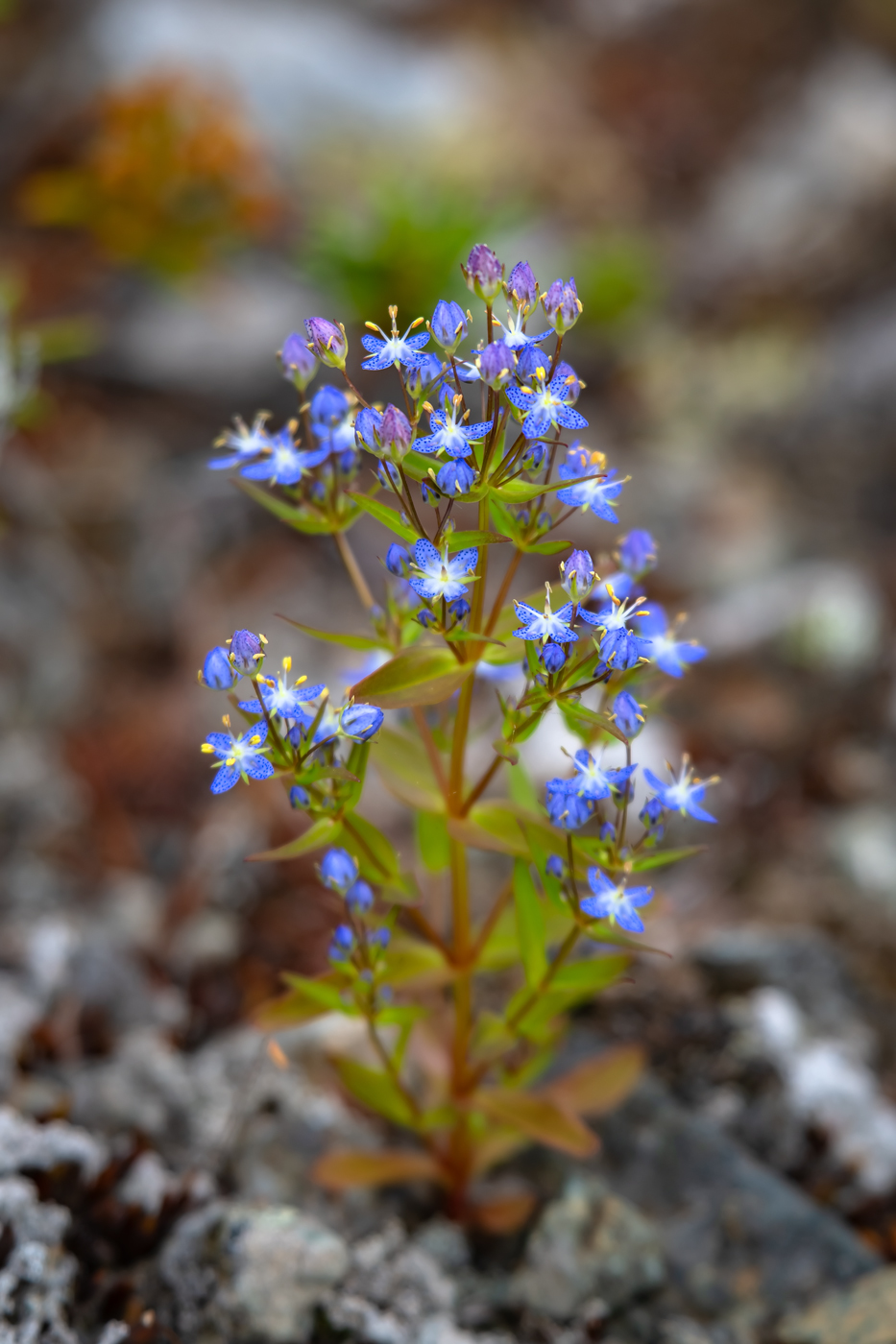 Image of Ophelia tetrapetala specimen.