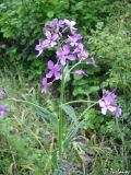 Hesperis pycnotricha. Верхушка цветущего растения. ЮЗ Крым, Байдарская долина, окр. с. Тыловое. 08.05.2010.