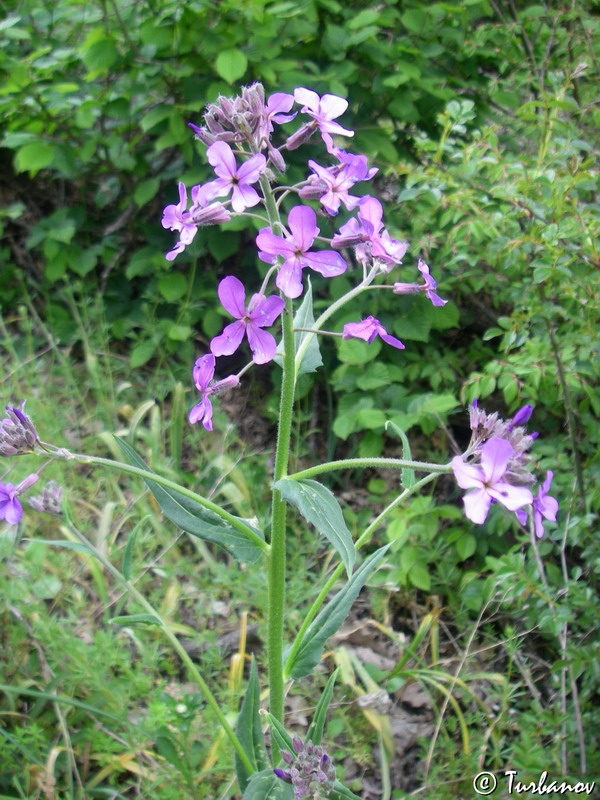 Image of Hesperis pycnotricha specimen.