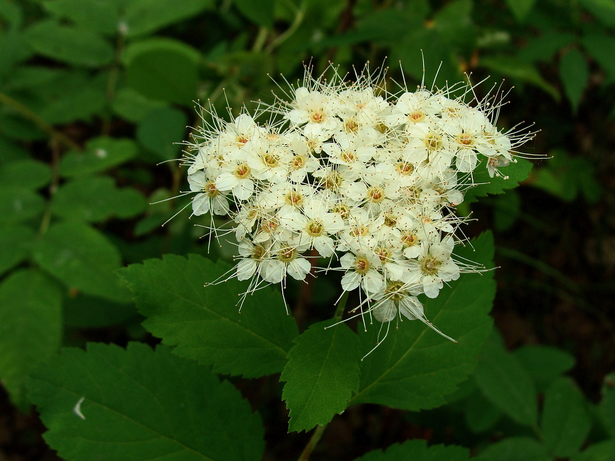 Изображение особи Spiraea betulifolia.
