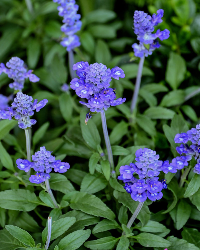 Изображение особи Salvia farinacea.