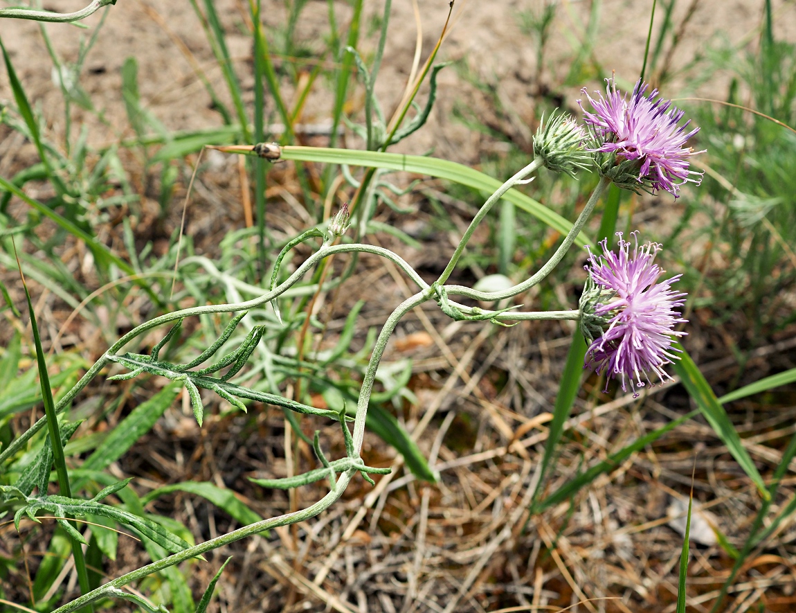 Image of Jurinea cyanoides specimen.