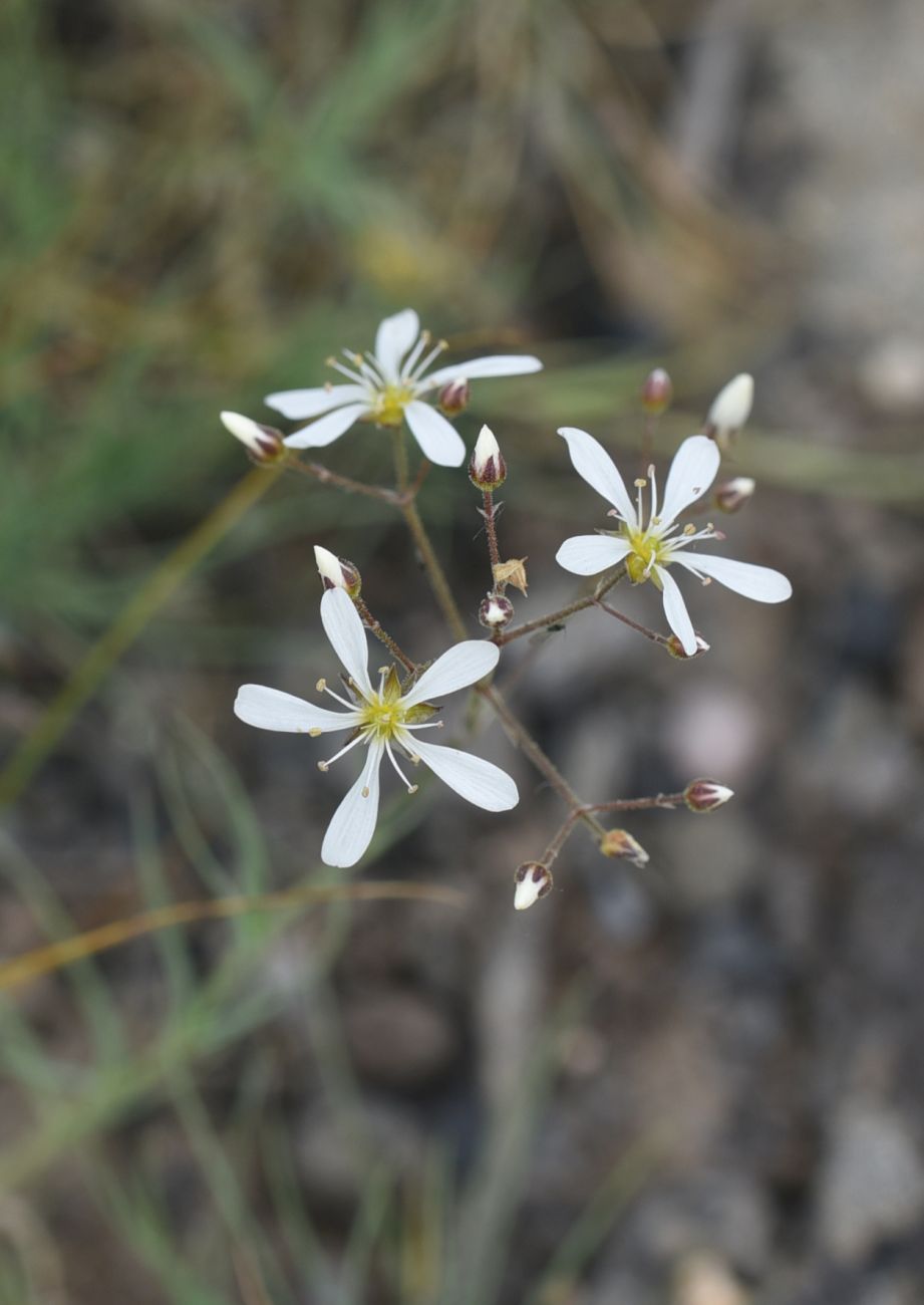 Image of Eremogone gypsophiloides specimen.