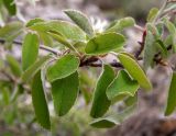 Amelanchier ovalis. Часть веточки. Крым, окр. г. Судак, ю.-з. склон горы Ай-Георгий, каменистый склон оврага. 25.04.2025.