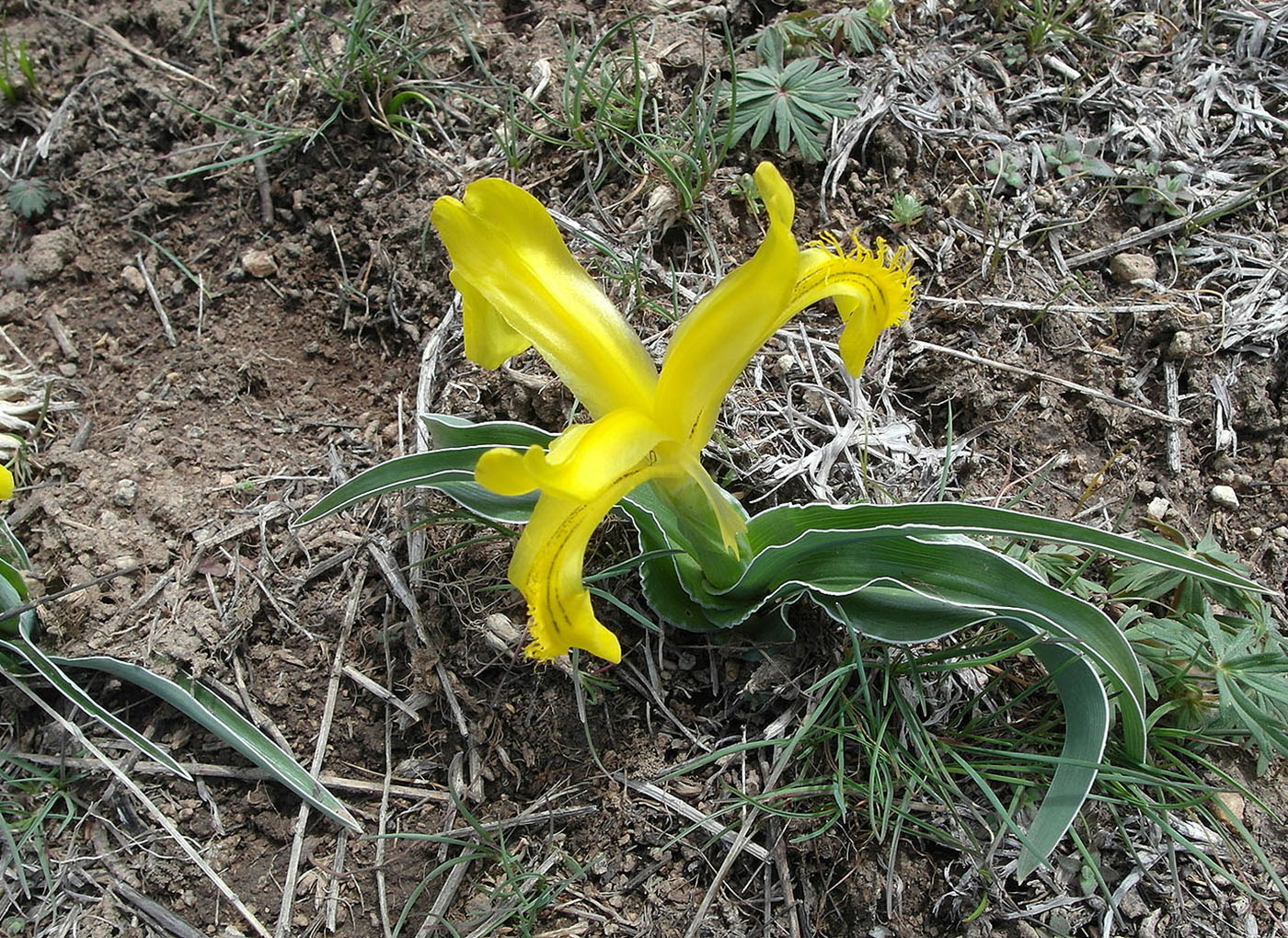 Изображение особи Juno tubergeniana.