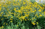 Helianthus tuberosus