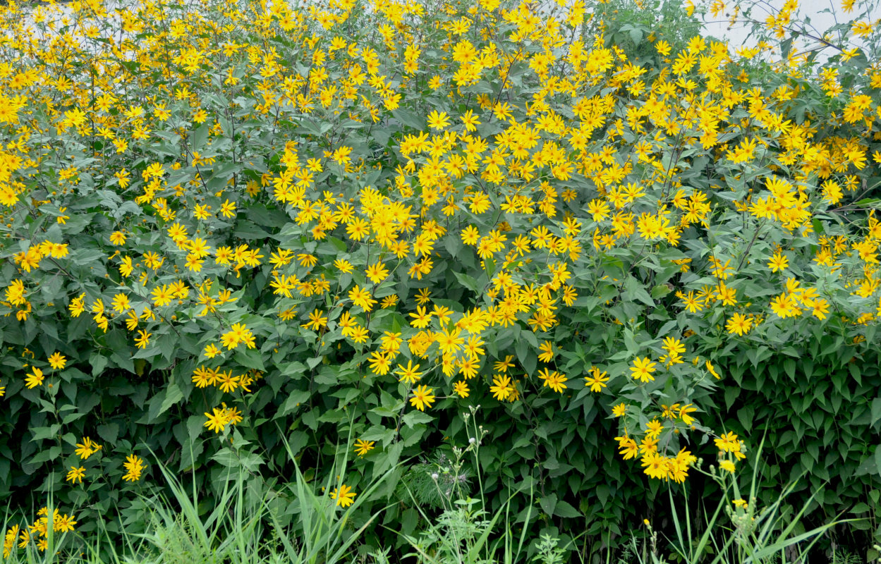 Image of Helianthus tuberosus specimen.