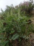 Pseudosophora alopecuroides. Цветущее растение. Казахстан, Туркестанская обл., Сузакский р-н, закаратауская подгорная равнина, оз. Кызылколь, влажный берег р. Ушбас. 9 мая 2026 г.